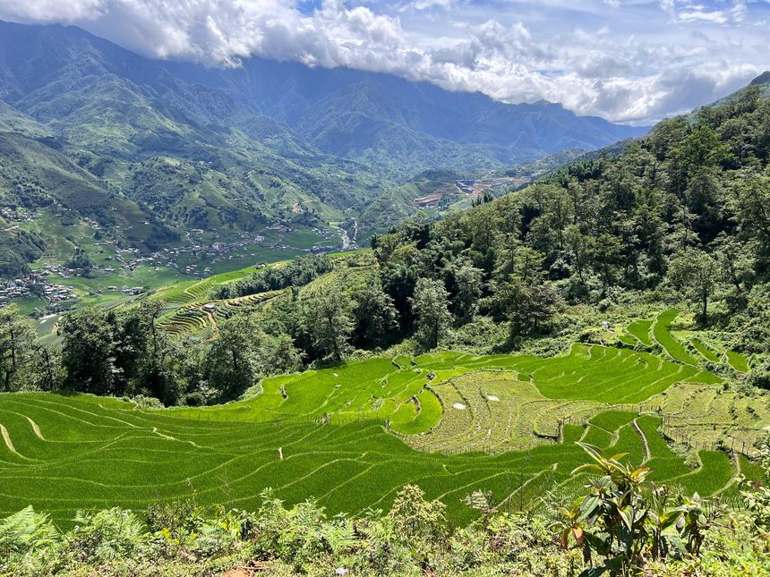 Bright green rice terraces below a forested slope, with the valley and mountains behind